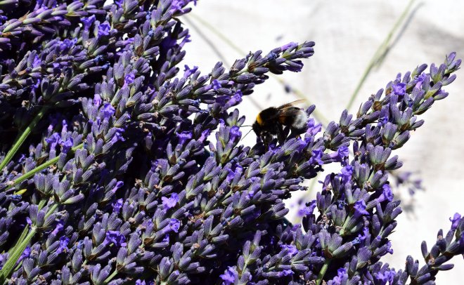 levandula, levandulove, lavander lavande
