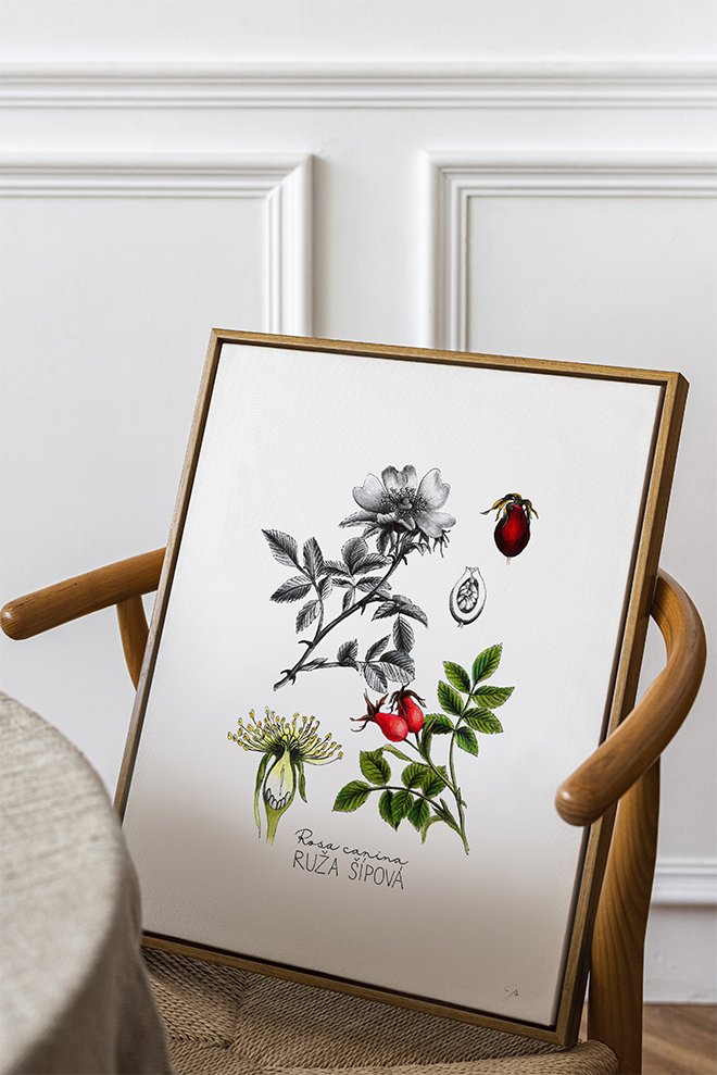 šípova ruža, print, kresba, botanická ilustrácia, botanická kresba, šípka