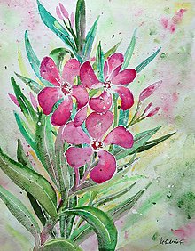 Obrazy - Oleander (27 x 35) - 7179660_