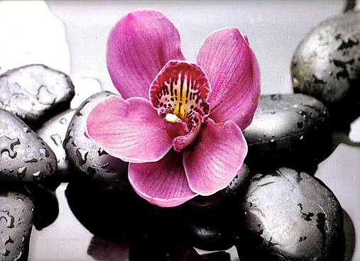 Papier - Reprodukcia R7- Kamene a orchidea-akcia - 7233389_