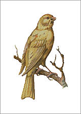 A028 Žltý vták