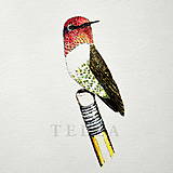 Kresby - Kolibrík na ceruzke - farebný - 7532363_