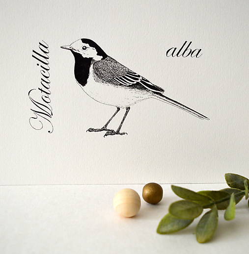 Kresby - Trasochvost - 7536737_