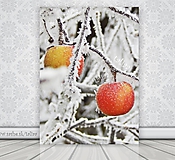Fotografia - Jabĺčka v zime