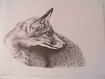 Kresba: Líška-pohľad späť