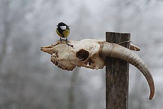 Fotografie - Na posede - 7655394_