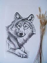 Kresba: Vlk