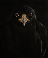 Obrazy - Black hawk - Čierny jastrab - 7725909_
