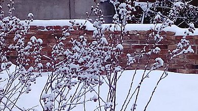 Fotografie - sneh v záhrade - 7744910_