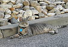 Fotografie - Mačka na ceste - 7780091_