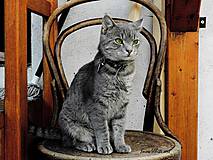 Fotografie - Mačka na stoličke - 7781513_