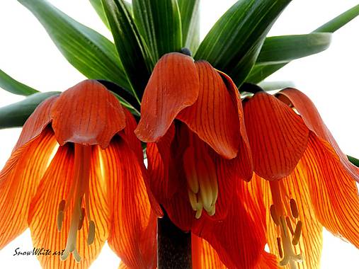 Fotografie - Koruna z kvetov - 7780198_