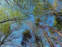 Fotografie - V objatí stromov - 7906195_