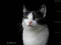 Fotografie - Mačka v bielom kožúšku - 7910252_