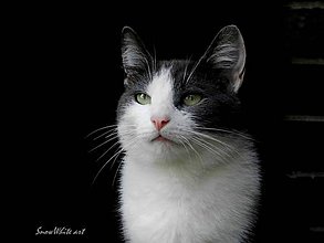 Fotografie - Mačka v bielom kožúšku - 7910252_