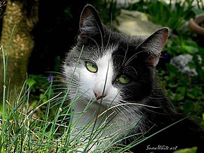 Fotografie - Mačka v tráve - 7910293_