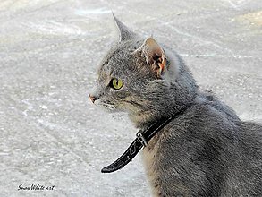 Fotografie - Mačka z profilu - 7951209_