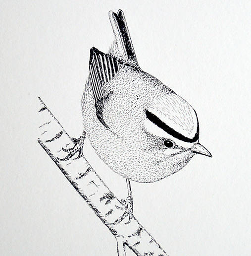 Kresby - Králik ohnivohlavý - čiernobiely - 8003974_