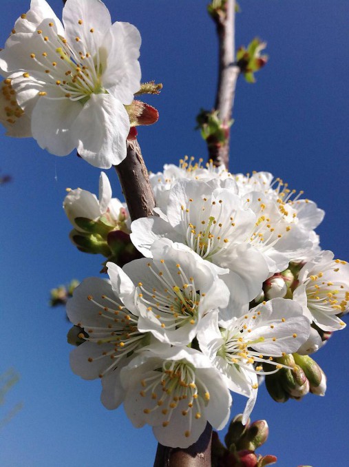 Fotografie - Biele čerešne - 8008903_