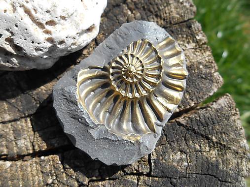 - ammonites III - 8019179_