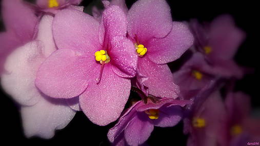 Fotografie - Tri sestry - 8023711_