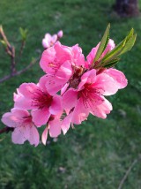 Fotografie - Ružový kvet broskyne - 8026592_