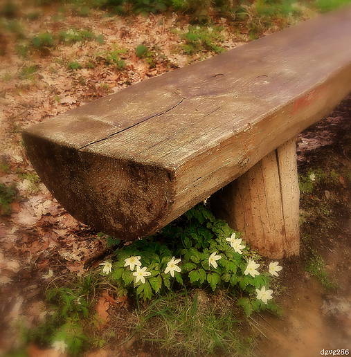 Fotografie - Lavička - 8052565_