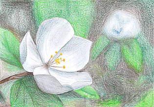 Kresby - Kvet, kreslená pohľadnica (1) - 8062018_