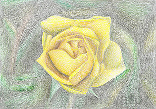 Kresby - Kvet, kreslená pohľadnica (2(ruža)) - 8062910_