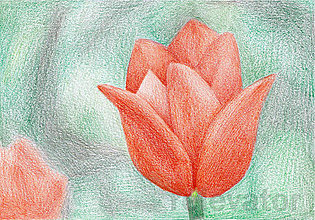 Kresby - Kvet, kreslená pohľadnica (3(tulipán)) - 8064067_