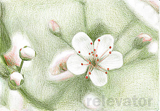 Kresby - Kvet, kreslená pohľadnica - 8065321_
