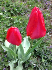Fotografie - Malý pán, veľký pán - tulipán - 8077313_