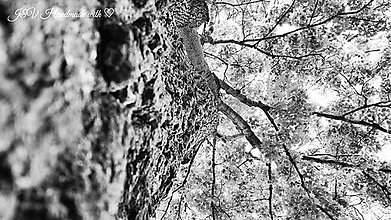 Fotografie - Tam v korune stromu - 8137524_