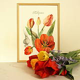  - Maľovaný, zarámovaný obraz Tulipány - Tulipa, akvarel + ceruzka - 8156620_