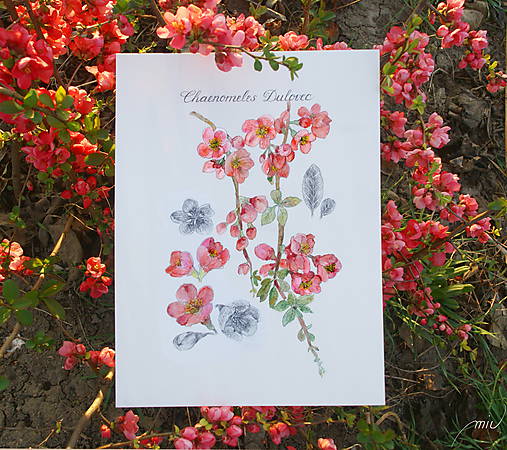 Obrazy - Obraz Dulovec - Chaenomeles - 8156713_