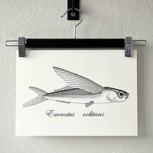 Kresby - Lietajúci ryba - (A4) - 8157376_