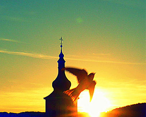 Fotografie - Lastovička - 8230242_
