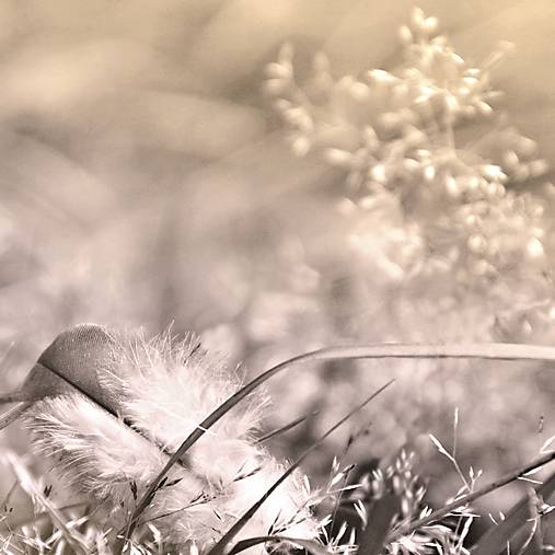 Fotografie - sen II - 8324547_