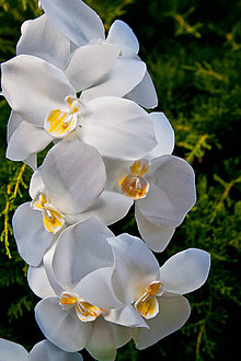 Dekorácie - Biela  saténová orchidea - 8374258_