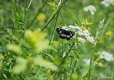 Fotografie - Butterfly I. - 8396340_