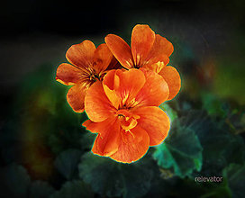 Fotografie - Mimozemské kvety ((ne)pomarančové) - 8415564_