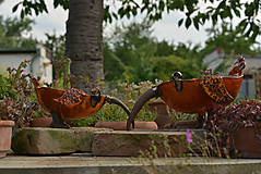 Sochy - Miska AVES NASUTA - 8513197_