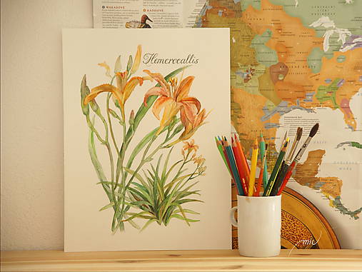 Obrazy - Ľaliovka - Hemerocallis - 8519386_