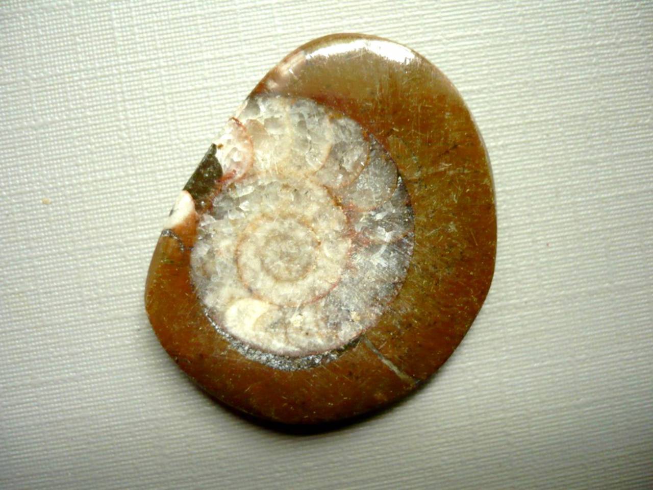 Amonit v matečné hornině 32 mm, č.12