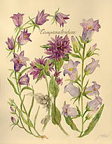 Obrazy - Botanický obrázok Zvončekovité - Campanuloideae - 8548295_