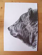 Kresby - Kresba : Medveď - Maco  A3 - 8555280_