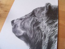 Kresby - Kresba : Medveď - Maco  A3 - 8555281_
