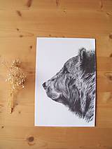 Kresby - Kresba : Medveď - Maco  A3 - 8555282_