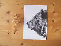Kresby - Kresba : Medveď - Maco  A3 - 8555288_
