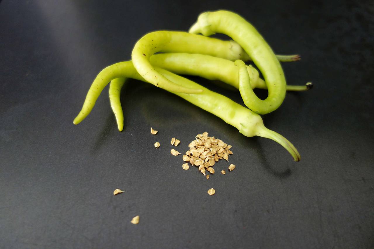 Semienka baraních rohov / bylinky - SAShE.sk